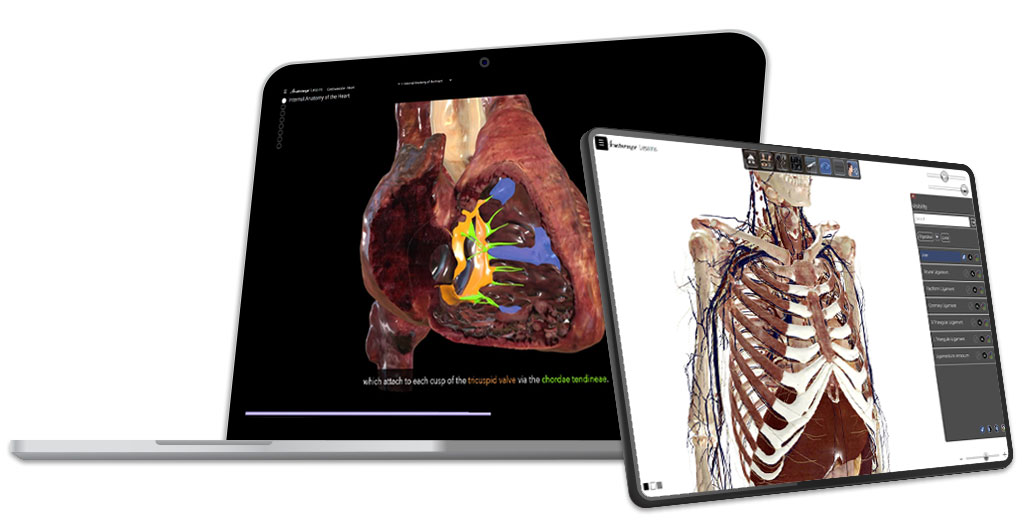 Anatomage Lessons: Web-based learning platform